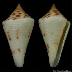 Dauciconus (Dauciconus) tristensis (Petuch, 1987)