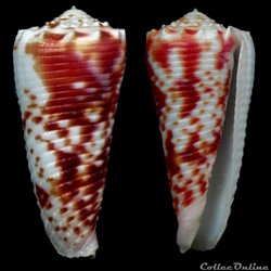 Phasmoconus (Fulgiconus) merleti (Mayissian, 1974)