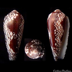Darioconus episcopatus (da Motta, 1988)