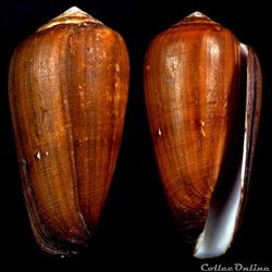 Darioconus pennaceus vezoi (Korn, Niederhöfer & Blöcher, 2000)