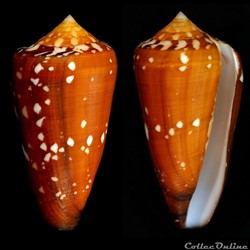 Darioconus crocatus (Lamarck, 1810)
