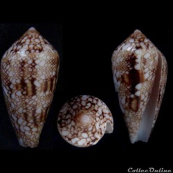 Cylindrus canonicus (Hwass, 1792)
