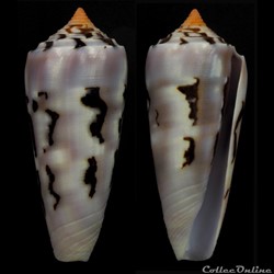 Pionoconus gubernator (Hwass in Bruguière, 1792)