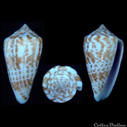 Phasmoconus (Phasmoconus) inscriptus (Reeve, 1843)