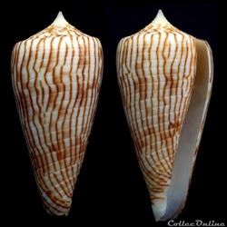 Phasmoconus (Phasmoconus) kuroharai (Habe, 1965)