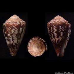 Lautoconus (Africonus) decoratus (Röckel, Rolán & Monteiro, 1980)