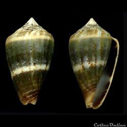 Lautoconus (Africonus) infinitus (Rolán, 1990)
