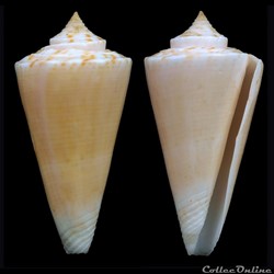 Kioconus ( Nitidoconus) nielsenae (Marsh, 1962)