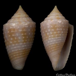 Ximeniconus (Jaspidiconus) cf. verrucosus