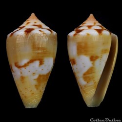 Dauciconus (Purpuriconus) mariaodeteae (Petuch & Myers, 2014)