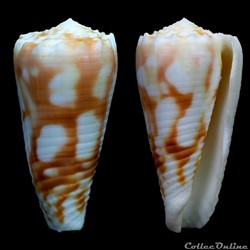 Phasmoconus (Fulgiconus) merleti (Mayissian, 1974)