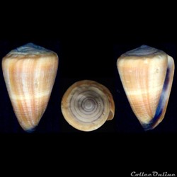 Virgiconus frigidus (Reeve, 1848)