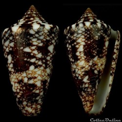 Leptoconus locumtenens (Blumenbach, 1791))