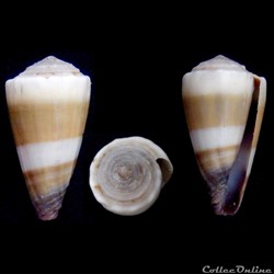 Lividoconus (Calamiconus) sugillatus (Reeve, 1844)