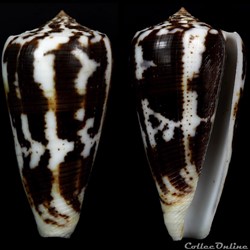 Pionoconus cf. magus 1