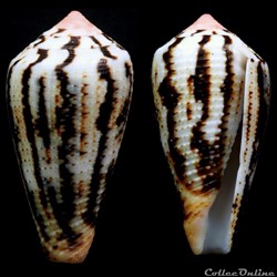 Pionoconus magus (Linnaeus, 1758)