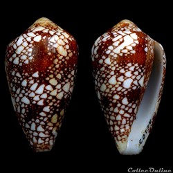 Darioconus racemosus (Sowerby III, 1874)