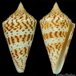 Kohniconus delessertii (Récluz, 1843)