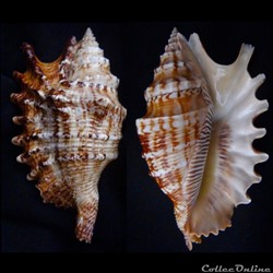 Ophioglossolambis digitata (Perry, 1811)