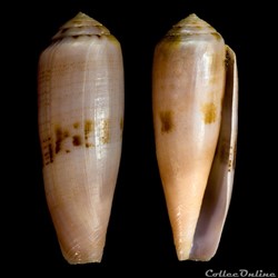Kioconus (Isoconus) viola (Cernohorsky, 1977)