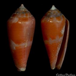 Kioconus (Isoconus) corallinus (Kiener, 1845)