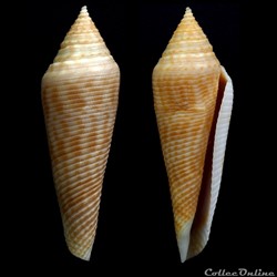 Fusiconus (Fusiconus) vimineus (Reeve, 1849)