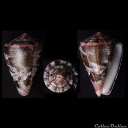Chelyconus purpurascens (Sowerby I & II, 1833)