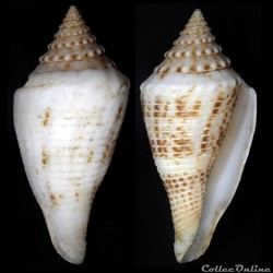 Fusiconus (Bathyconus) elokismenos (Kilburn, 1975)