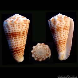 Asprella sulcocastanea (Kosuge, 1981)
