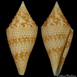 Turriconus (Turriconus) miniexcelsus (Olivera & Biggs, 2010)