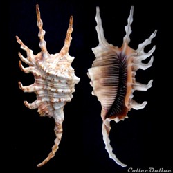 Lambis scorpius (Linnaeus, 1758)