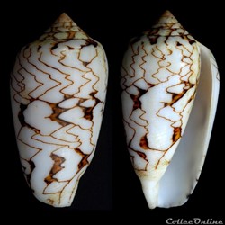 Cylindrus archiepiscopus f. verriculum (Reeve, 1843)