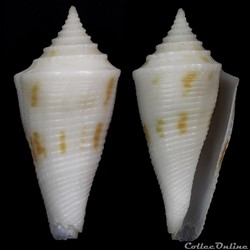 Conasprella boholensis, (Petuch, 1979)
