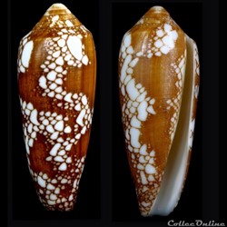 Darioconus auratinus  (da Motta, 1982)