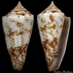 Fumiconus stocki (Coomans & Moolenbeek, 1990)