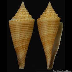 Fusiconus (Bathyconus) orbignyi (Audouin, 1831)