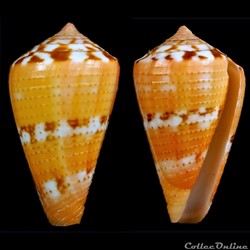Dauciconus (Purpuriconus) vittatus (Hwass in Bruguière, 1792)