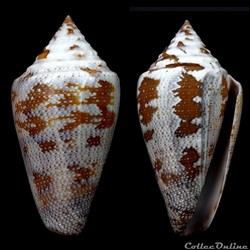 Tenorioconus monicae Petuch & Berschauer, 2015