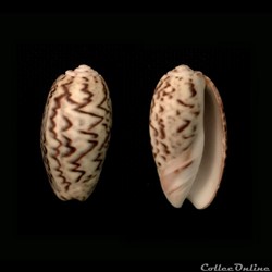 Oliva (Carmione) bulbosa f. undata, (Lamarck 1811)