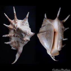 Lambis lambis (Linnaeus, 1758)