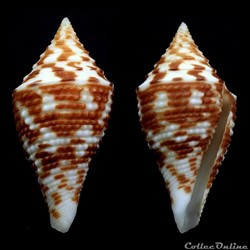 Turriconus (Turriconus) andremenezi (Olivera & Biggs, 2010)