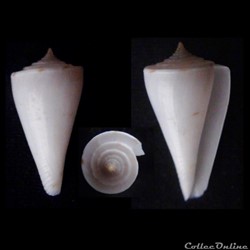 Endemoconus ione (Fulton, 1938)