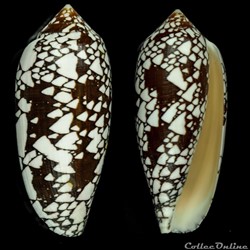 Darioconus aulicus (Linnaeus, 1758)