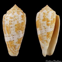 Pionoconus arafurensis Monnier, Limpalalaer & Robin 2013