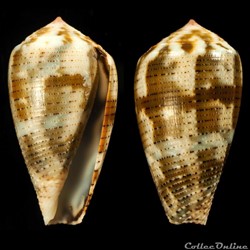 Pionoconus achatinus (Gmelin, 1791)