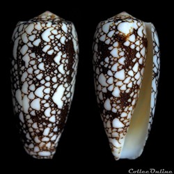 Darioconus omaria f. patonganus (Hwass in Bruguière, 1792)