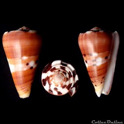 Pionoconus barthelemyi (Bernardi, 1861)