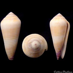 Virgiconus terebra (Born, 1778)