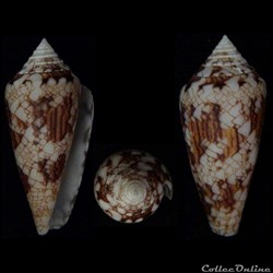 Cylindrus scottjordani Poppe, Monnier & Tagaro, 2012