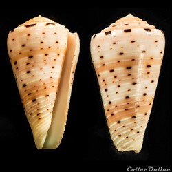 Pionoconus aurisiacus (Linnaeus, 1758)